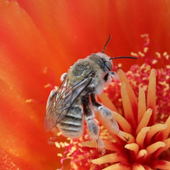 Diadasia