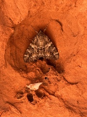 Catocala junctura
