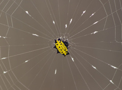 Gasteracantha tondanae