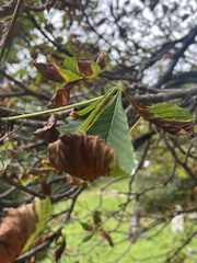 Phyllosticta sphaeropsoidea