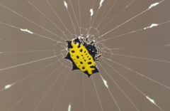 Gasteracantha tondanae