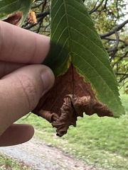 Phyllosticta sphaeropsoidea