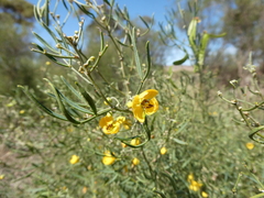 Senna artemisioides