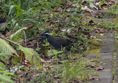 Gallirallus torquatus