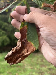 Phyllosticta sphaeropsoidea