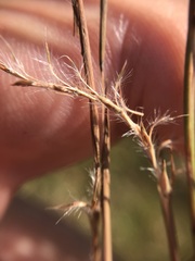 Schizachyrium stoloniferum