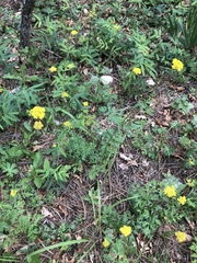 Cymopterus lemmonii