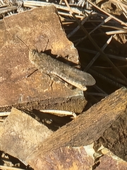 Trimerotropis verruculata