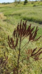Verbena hastata