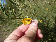 Senna artemisioides