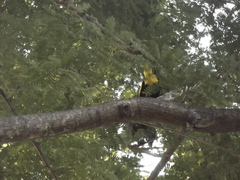 Cassiculus melanicterus