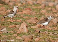 Vanellus resplendens