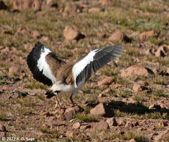 Vanellus resplendens