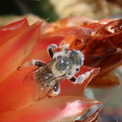 Diadasia
