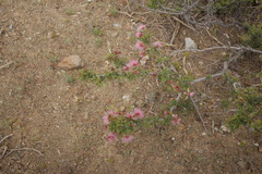 Calliandra chilensis