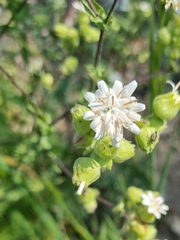 Moscharia pinnatifida