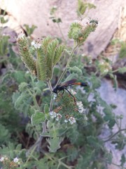 Phacelia rupestris