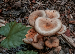 Rhodocybe