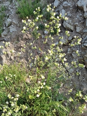 Moscharia pinnatifida