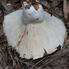 Lactifluus