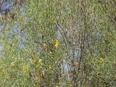 Senna artemisioides