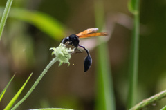 Phimenes fulvipennis