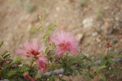 Calliandra chilensis