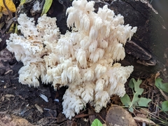 Hericium abietis