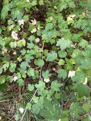 Ribes alpinum