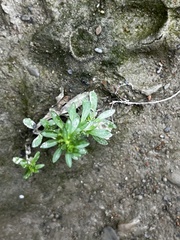 Gnaphalium uliginosum