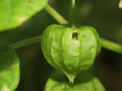 Physalis longifolia