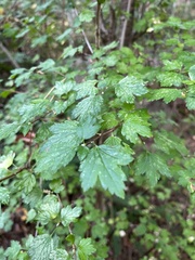 Ribes alpinum
