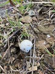 Lycoperdon curtisii