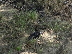 Crotalus oreganus oreganus