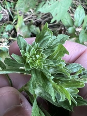 Procecidochares atra