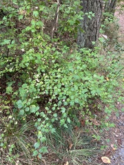 Ribes alpinum