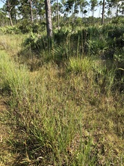 Schizachyrium stoloniferum