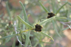 Cordia decandra