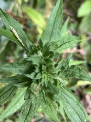 Procecidochares atra