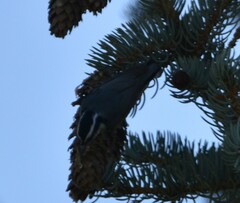 Sitta canadensis