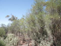 Senna artemisioides