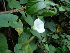 Calystegia × lucana
