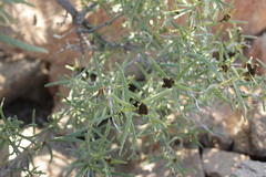 Cordia decandra
