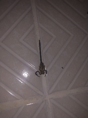 Centruroides gracilis