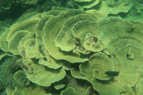 Montipora aequituberculata observed 2022-09-25