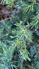 Juniperus communis