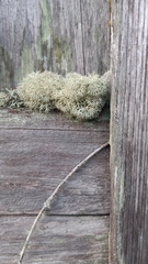 Cladonia evansii