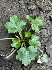 Ranunculus sceleratus