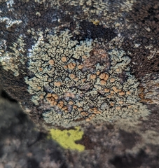 Protoparmeliopsis muralis