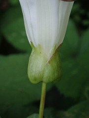 Calystegia × lucana